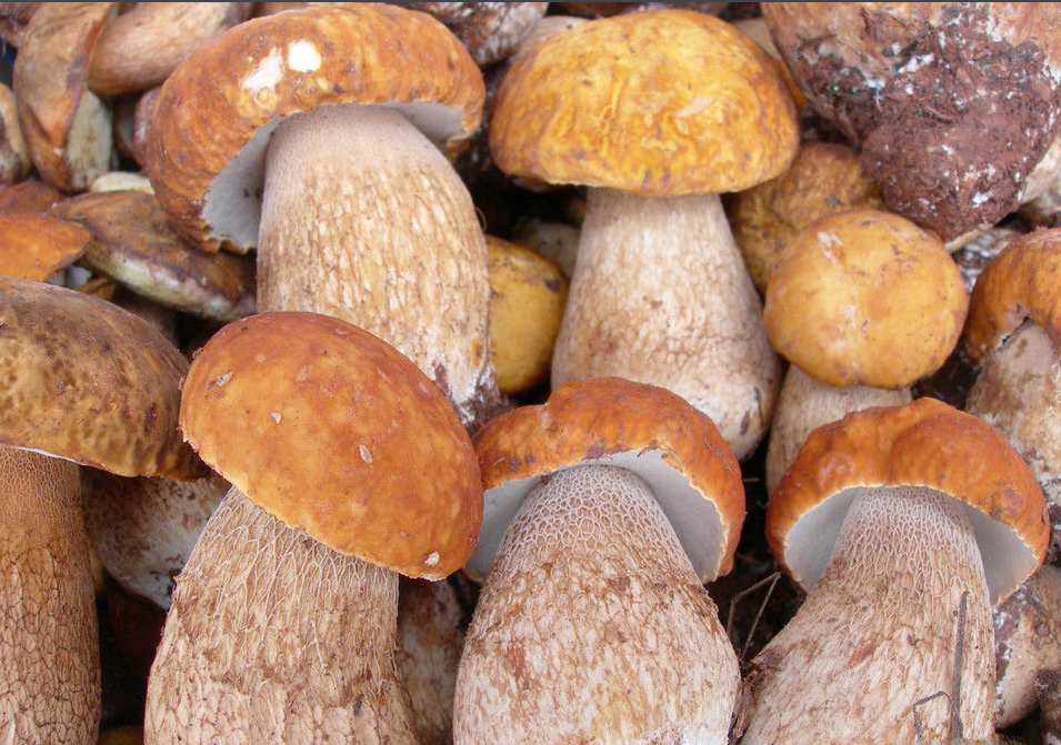 2017云南野生菌少量上市，見手青最高450元/公斤