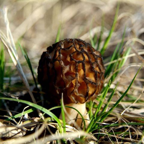 村里一種野生菌,現(xiàn)在逐步減少,一斤600多元價值很珍貴