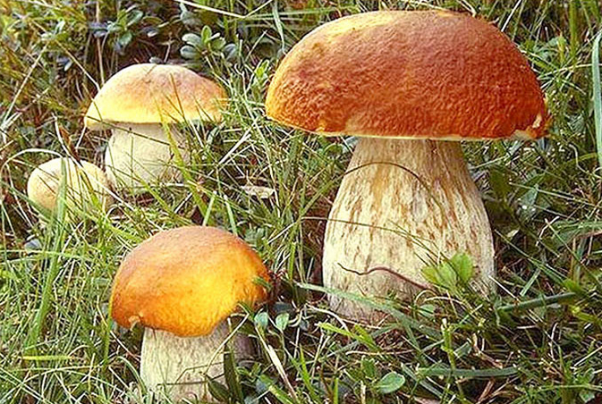 野生菌市場(chǎng)遭受疫情旱情雙重打擊