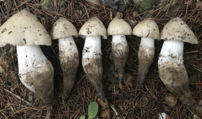 雞樅菌:我是白蟻培養(yǎng)的美味食用菌